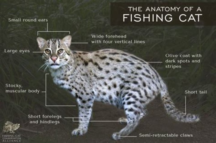 What does a fishing cat eat