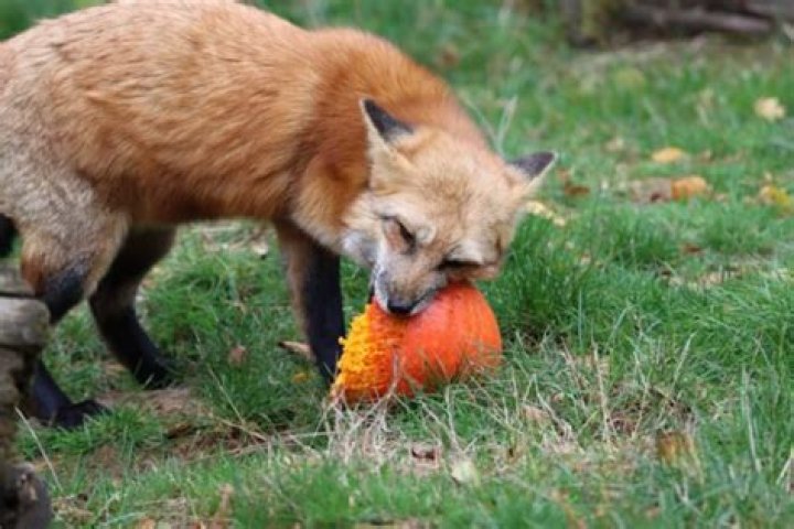 What does a fox mostly eat