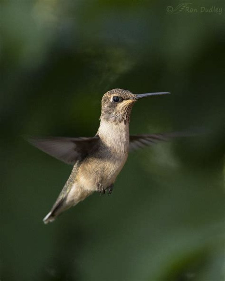 What does a juvenile hummingbird look like
