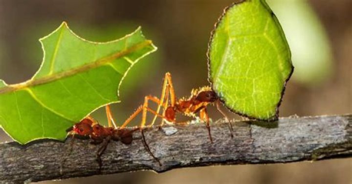 What does a leaf eater mean