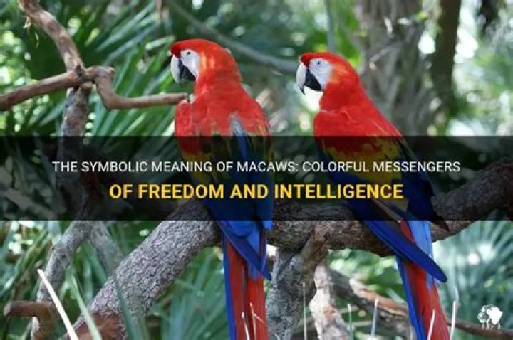 What does a macaw symbolize