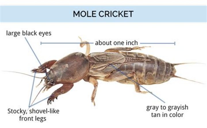 What does a mole cricket do