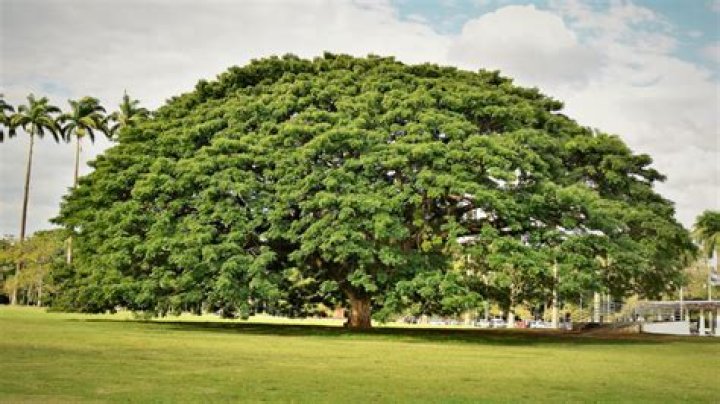 What does a monkey pod tree look like