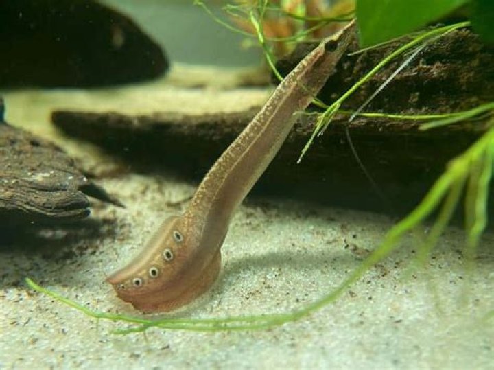 What does a peacock eel eat