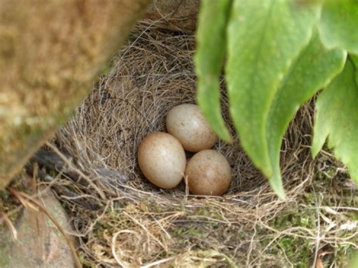 What does a robins nest look like