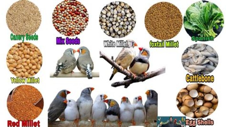 What does a tree Finch eat