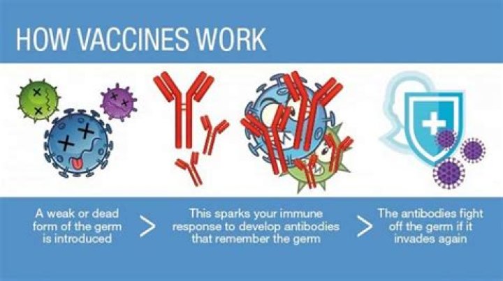 What does a vaccine contain