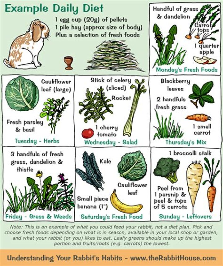 What does a wild rabbit eat