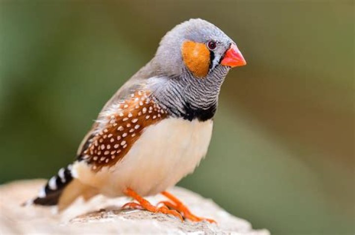 What does a zebra finch look like