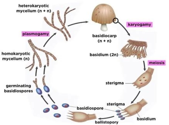 What does basidiomycota eat