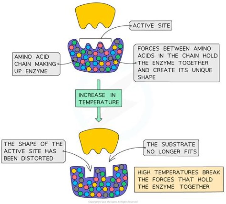 What does boiling water do to enzymes