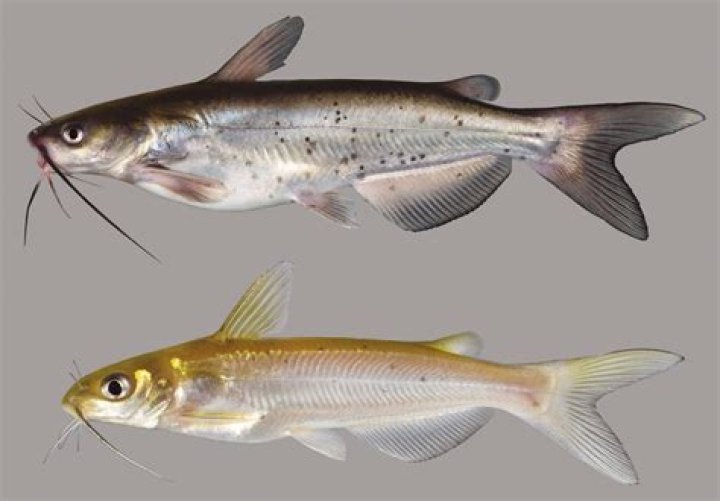 What does catfish look like