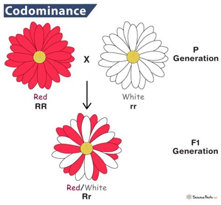 What does co dominance mean