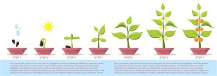 What does Coke do to plants