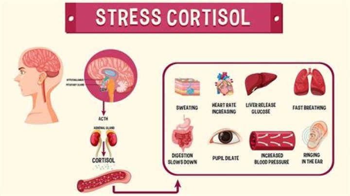 What does cortisol calm do