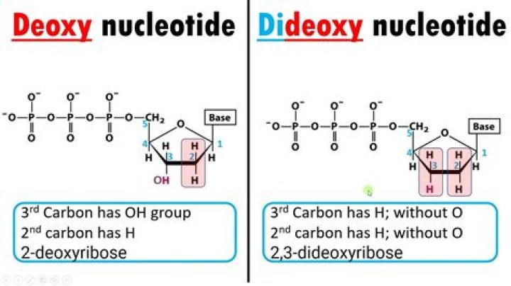 What does deoxy mean in DNA