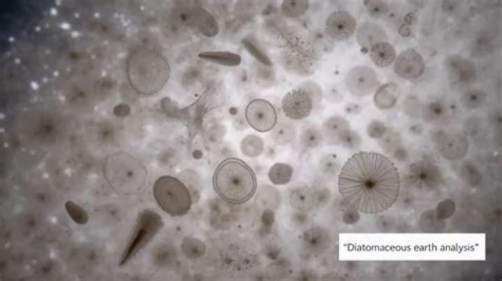 What does diatomaceous mean