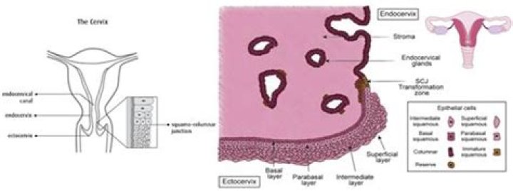 What does Ectocervical mean