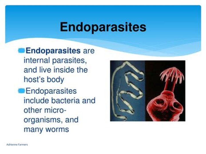 What does Endoparasite mean