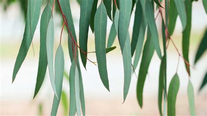 What does eucalyptus oil do