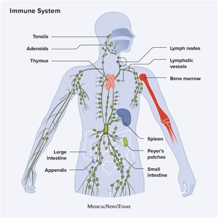What does Fever do in the immune system