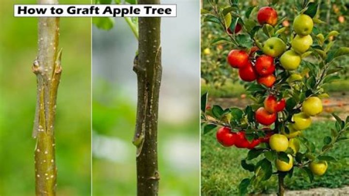 What does grafted tree mean