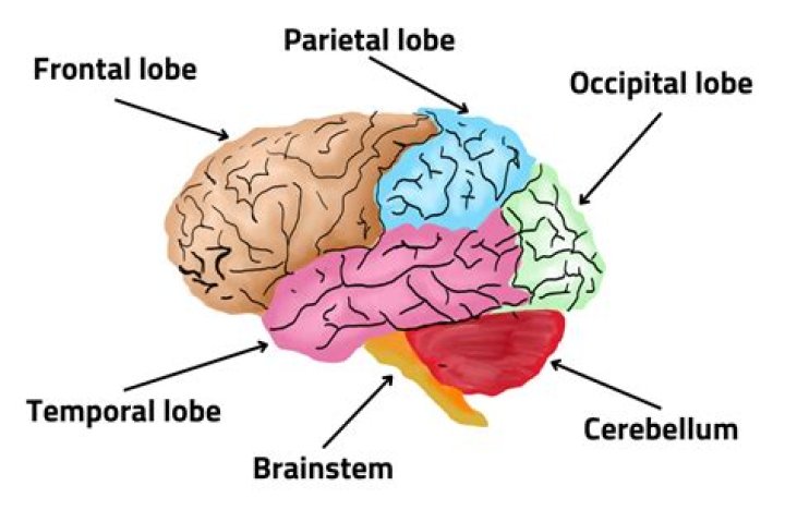 What does higher brain mean