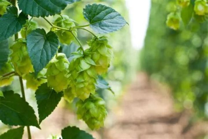 What does hops look like