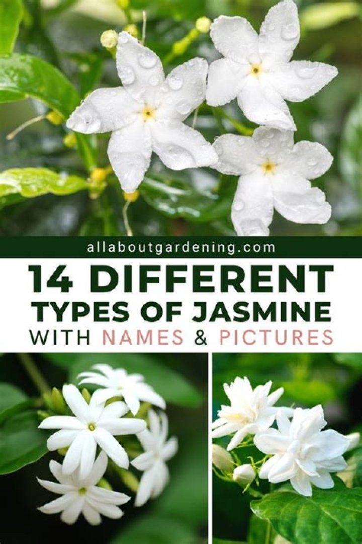 What does Jasmine look like