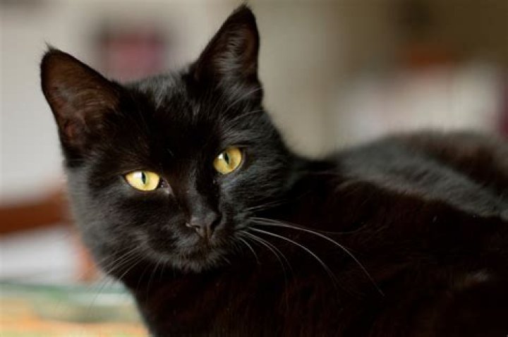 What does Le Chat Noir mean