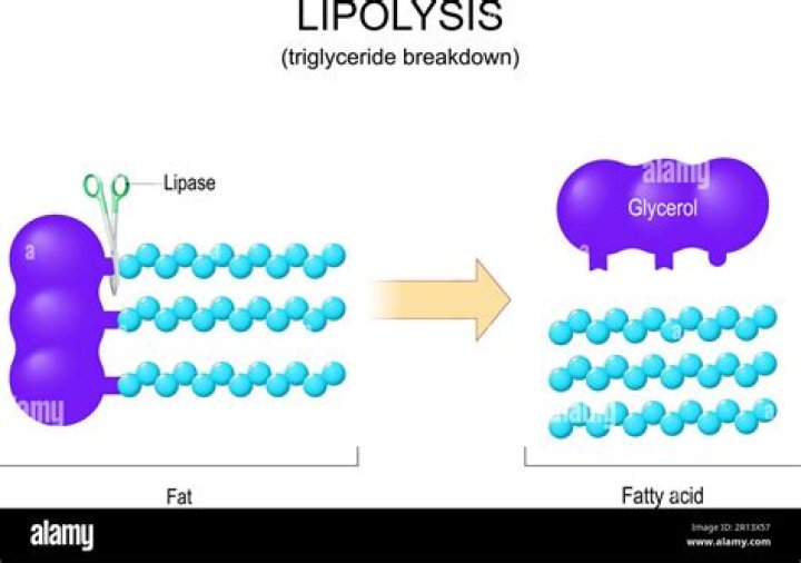 What does lipase break down
