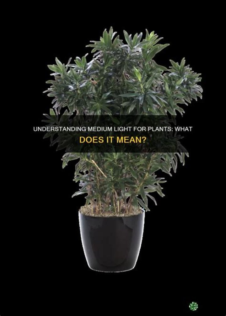 What does medium light mean