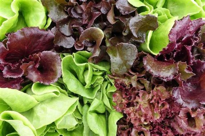 What does mesclun lettuce taste like