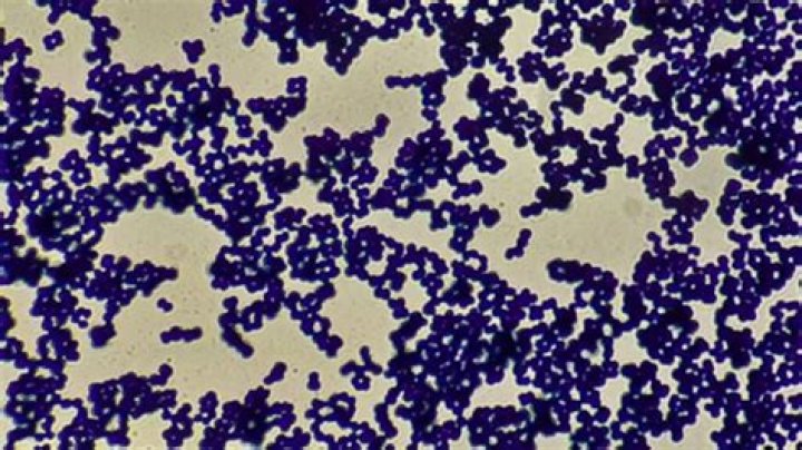 What does micrococcus cause