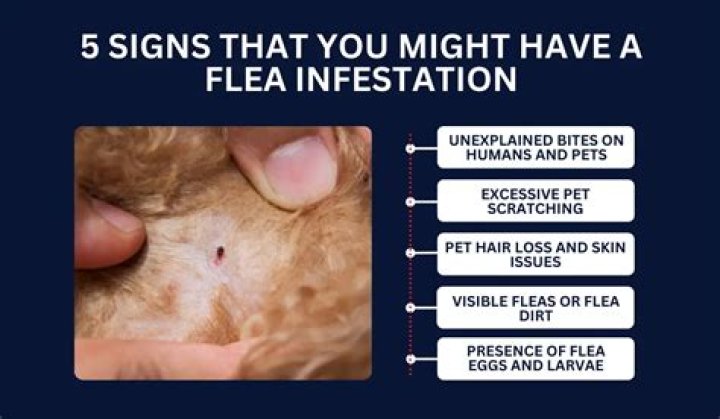 What does Nylar do to fleas