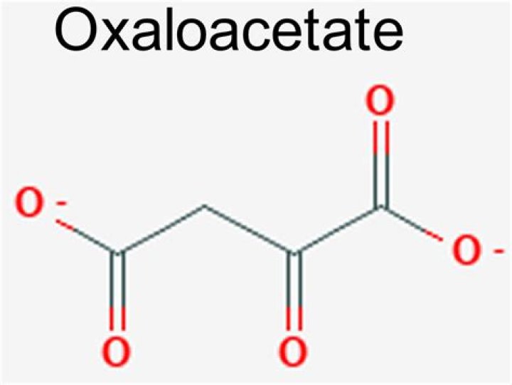What does Oxaloacetate mean