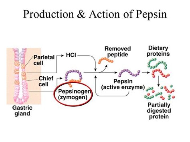 What does pepsin digest protein into