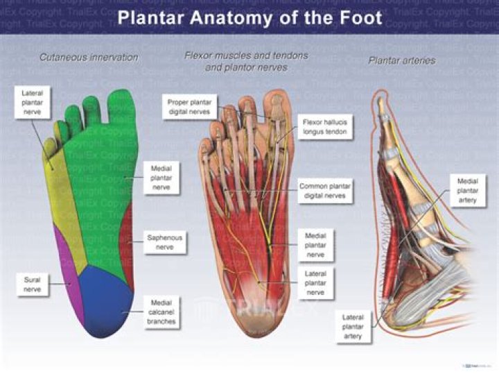 What does plantar refer to