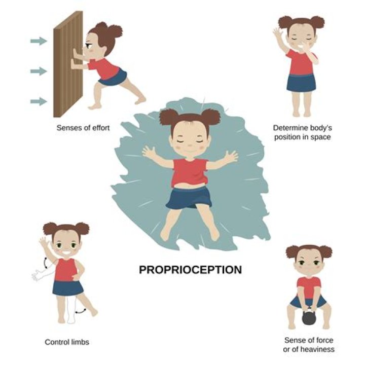 What does proprioception mean