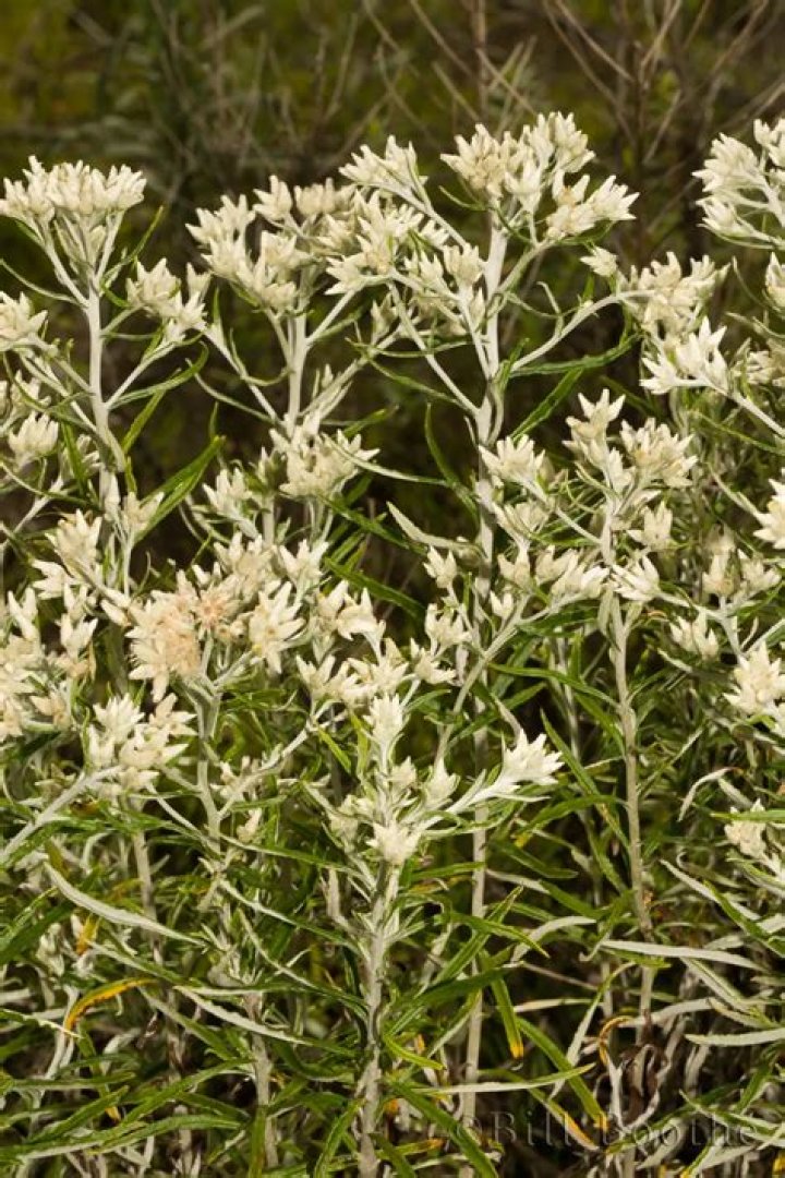 What does rabbit tobacco do