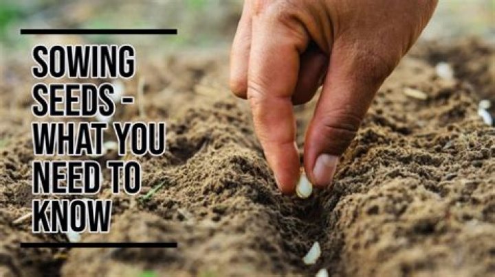What does sowing seeds mean