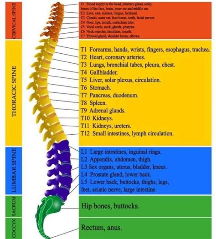 What does T7 and T8 control