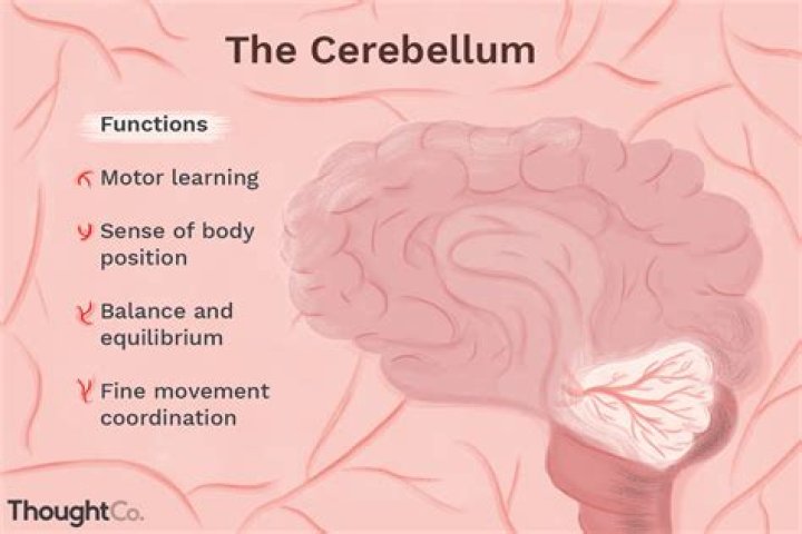 What does the cerebellum look like