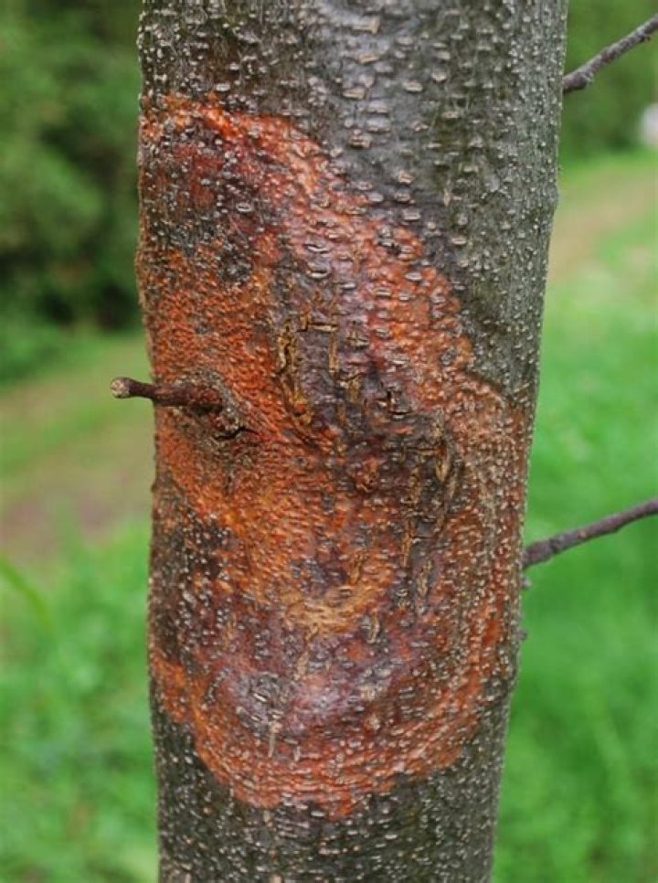 What does the chestnut blight look like