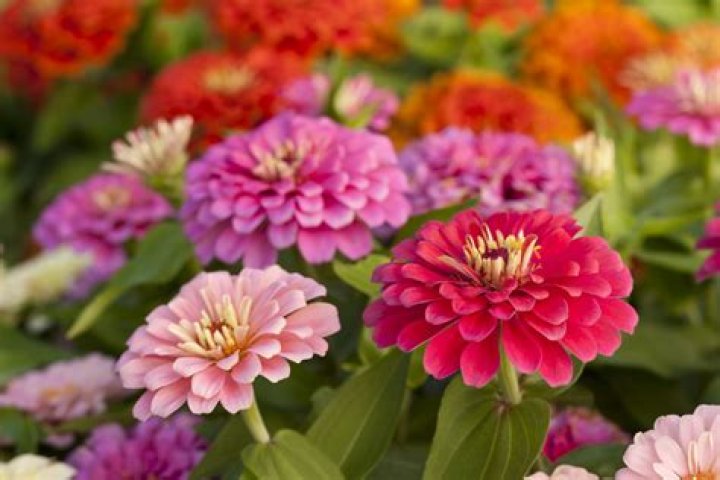 What does the flower zinnia look like
