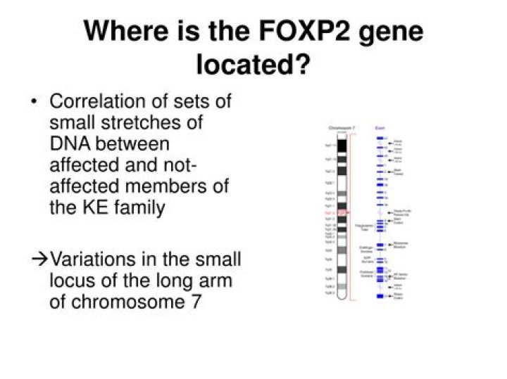 What does the foxp2 gene do