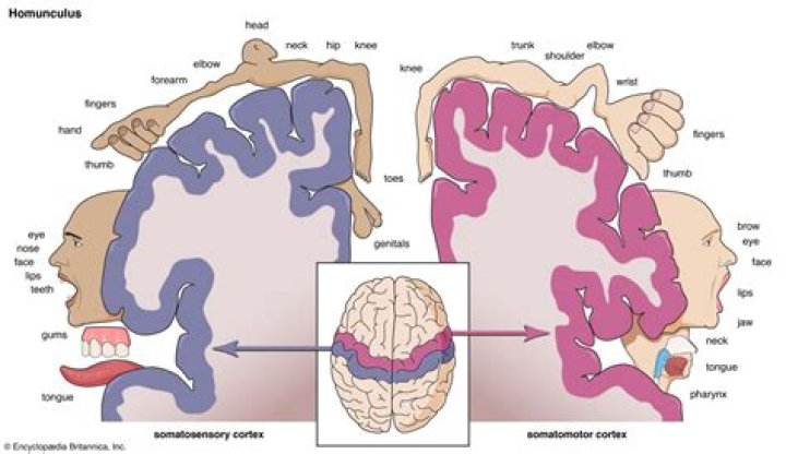What does the homunculus do