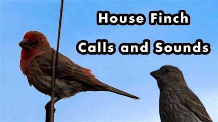 What does the house finch sound like