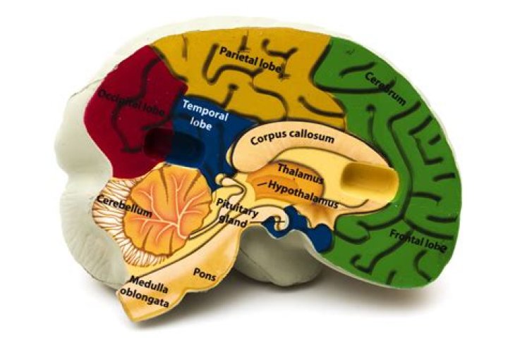 What does the medulla control