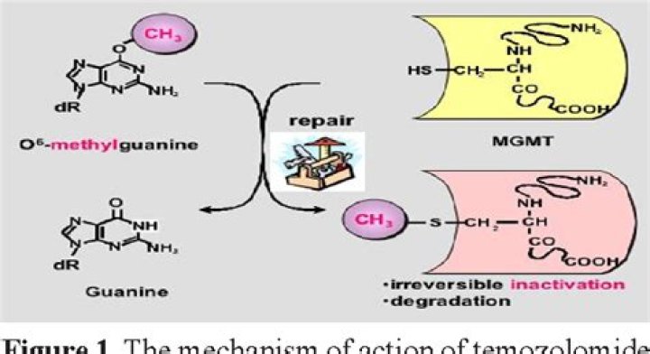 What does the MGMT gene do